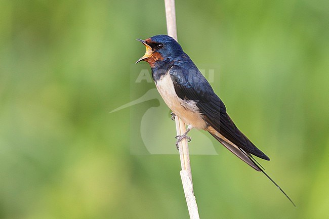 Barn Swallow (Hirundo rustica), side view of an adult singing from a reed, Campania, Italy stock-image by Agami/Saverio Gatto,