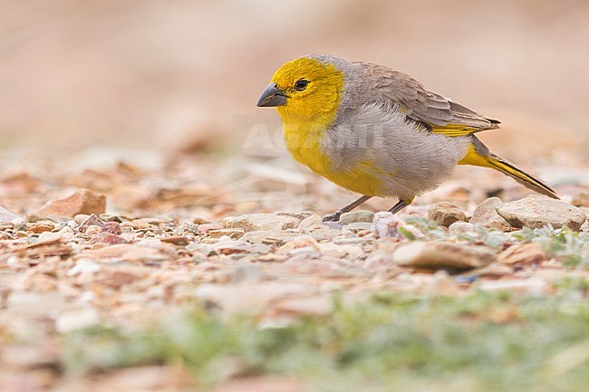 Citron-headed Yellow-Finch (Sicalis luteocephala) feeding on the ground in Argentina stock-image by Agami/Dubi Shapiro,