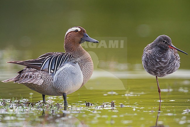 Garganey and Spotted Redshank, Birds standing in the water, Campania, Italy (Anas querquedula) stock-image by Agami/Saverio Gatto,