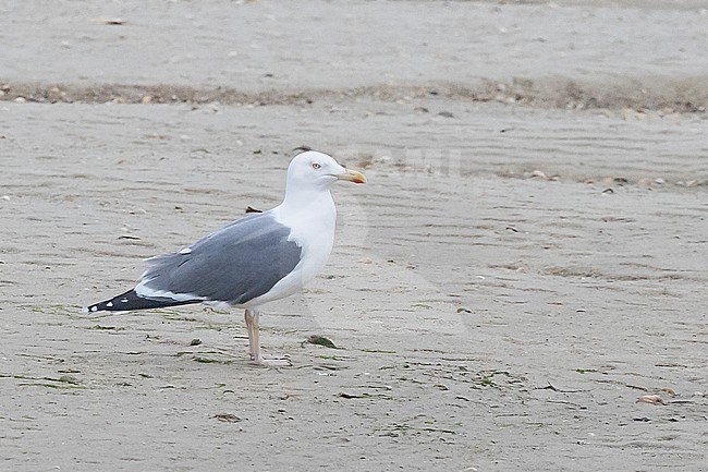 Adult hybrid Lesser back-backed x Herring Gull (Hybrid Larus fuscus x argentatus) resting on the sand, in Brittany, France. stock-image by Agami/Sylvain Reyt,