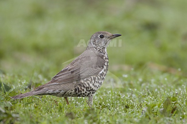 Mistle Thrush perched on the ground; Grote Lijster staand op de grond stock-image by Agami/Daniele Occhiato,