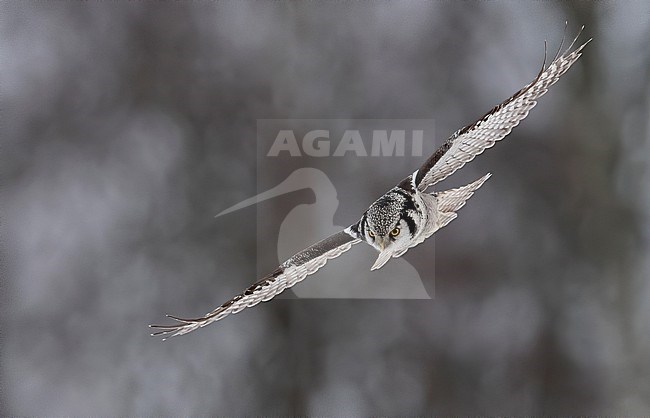 Front view of a Northern Hawk-Owl in flight, Finland stock-image by Agami/Markku Rantala,