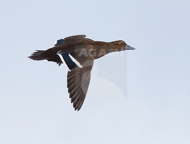 Stellers Eider; Steller's Eider; Polysticta stelleri stock-image by Agami/Hugh Harrop,