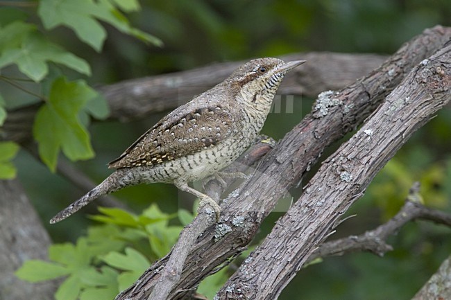 Eurasian Wryneck perched on branch; Draaihals zittend op tak stock-image by Agami/Daniele Occhiato,