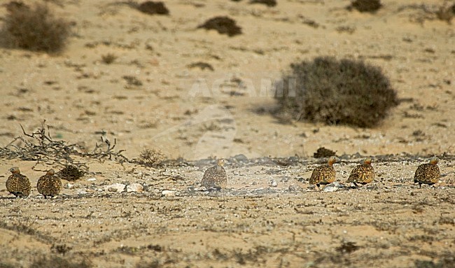 Black-bellied Sandgrouse group; Zwartbuikzandhoen groep stock-image by Agami/Roy de Haas,