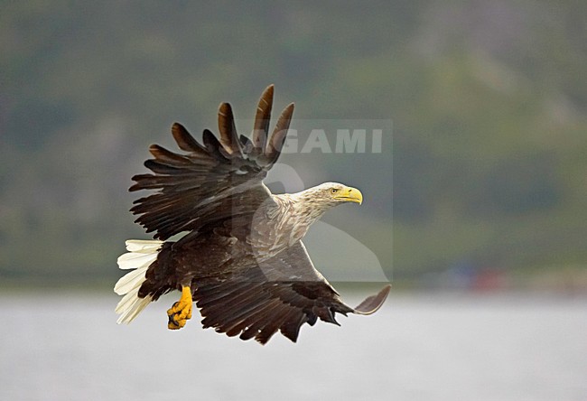 Zeearend, White-tailed Eagle, Haliaeetus albicilla stock-image by Agami/Jari Peltomäki,