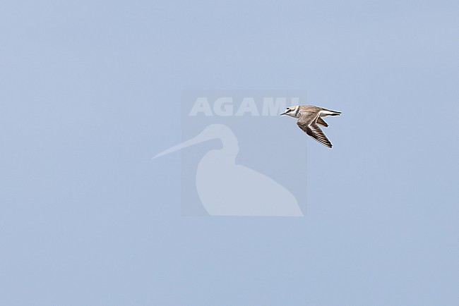  stock-image by Agami/Mathias Putze,