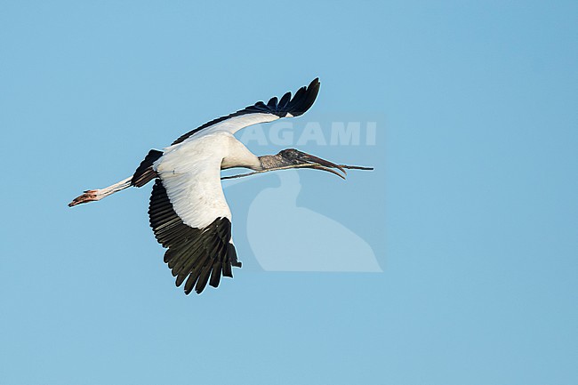 Wood Stork (Mycteria americana) in Palm Beach County, Florida, USA. stock-image by Agami/Brian E Small,