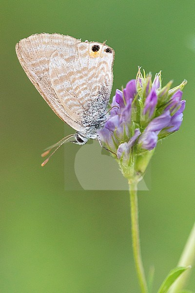 Long-tailed Blue (Lampides boeticus), side view of an adult perched on an Alfalfa (Medicago sativa) flower, Campania, Italy stock-image by Agami/Saverio Gatto,