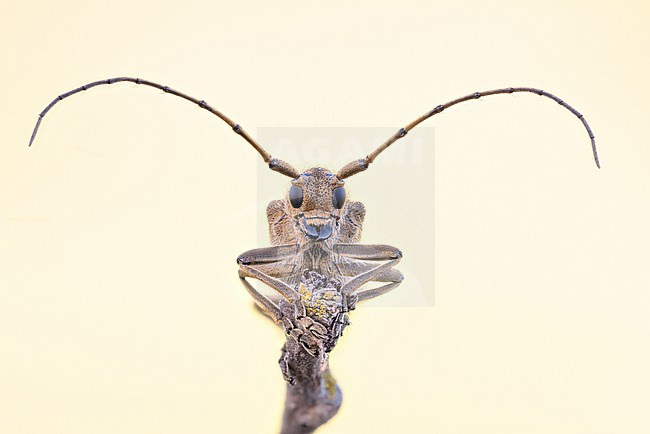 Saperda carcharias - Grosser Pappelbock, Germany (Baden-Württemberg), imago stock-image by Agami/Ralph Martin,