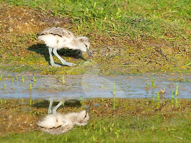 Pied Avocet (Recurvirostra avosetta) chick foraging stock-image by Agami/Roy de Haas,