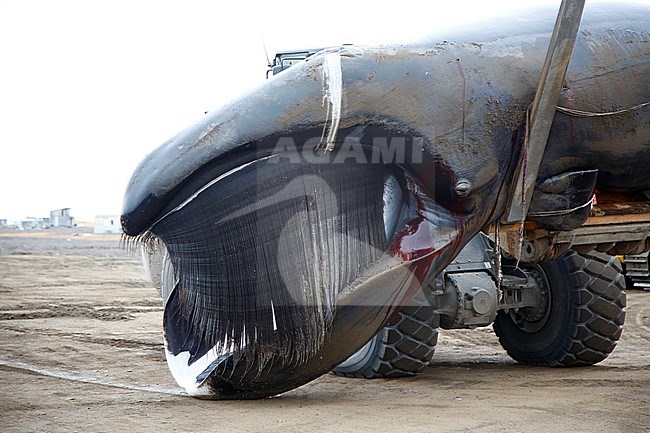 Groenlandse Walvis; Bowhead Whale; stock-image by Agami/Chris van Rijswijk,