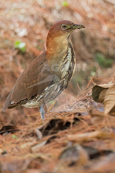 Japanese Night Heron (Gorsachius goisagi)  in its wintering ground in the Philippines stock-image by Agami/Dubi Shapiro,