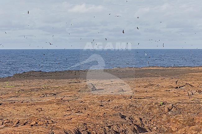Wedge-rumped Storm Petrels (Oceanodroma tethys tethys) flying above the colony on the Galapagos Islands, part of the Republic of Ecuador. stock-image by Agami/Pete Morris,