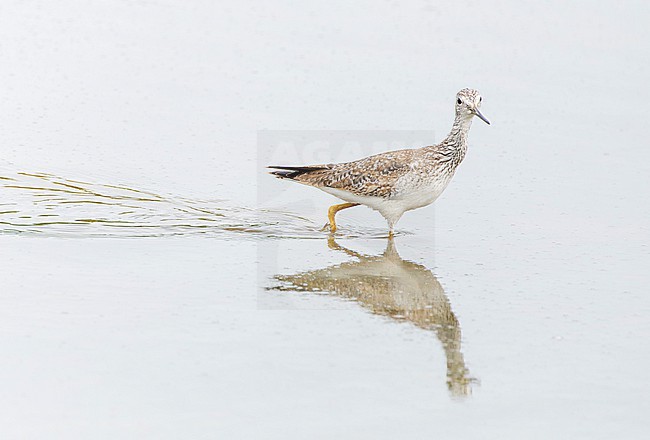 Greater Yellowlegs (Tringa melanoleuca) wading in the water stock-image by Agami/Roy de Haas,