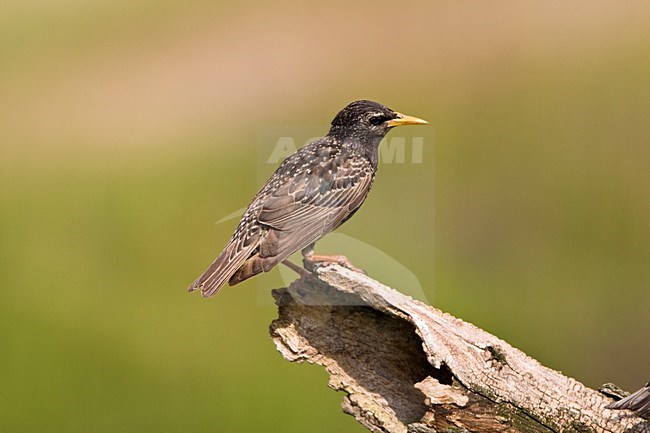 Volwassen Spreeuw in zit; Adult Common Starling perched stock-image by Agami/Marc Guyt,