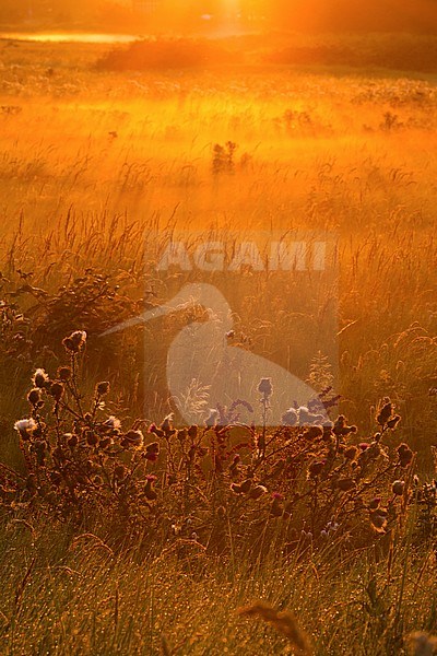 Gouden licht tijdens vroege ochtend in Lentevreugd; Golden light at early morning in Lentevreugd stock-image by Agami/Menno van Duijn,
