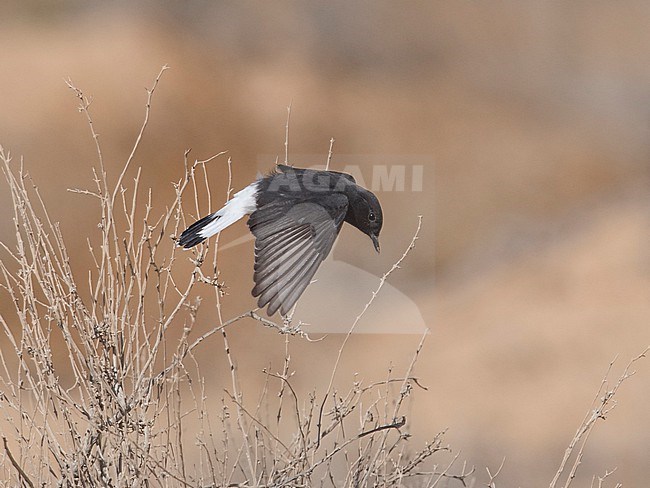 Side view of a female? Basalt Wheatear (Oenanthe warriae) in flight; showing tail and wings. Israel, Asia stock-image by Agami/Markku Rantala,
