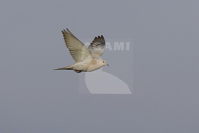 Turkse Tortel in de vlucht; Eurasian Collared Dove in flight stock-image by Agami/Daniele Occhiato,