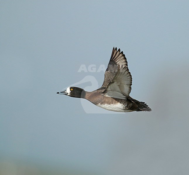 Tufted Duck (Aythya fuligula), first winter female in flight, seen from the side, showing underwing and al lot of white at the base of the bill. stock-image by Agami/Fred Visscher,