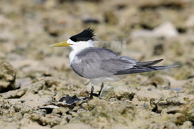 Greater Crested Tern, Thalasseus bergi cristatus i, at Lady Elliot Island in Australia. stock-image by Agami/Aurélien Audevard,