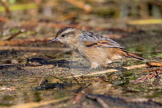 Wren-like Rushbird (Phleocryptes melanops schoenobaenus) at Lago Titicaca, Peru. stock-image by Agami/Tom Friedel,