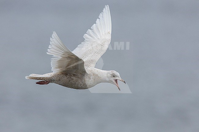 Iceland Gull (Larus glaucoides). side view of a juvenile in flight, Western Region, Iceland stock-image by Agami/Saverio Gatto,