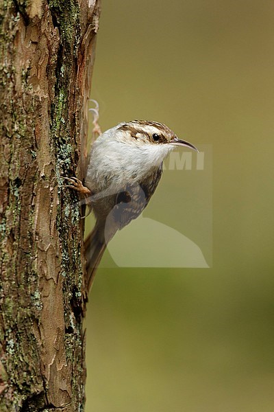 Boomkruiper in boom; Short-toed Treecreeper in tree; stock-image by Agami/Walter Soestbergen,