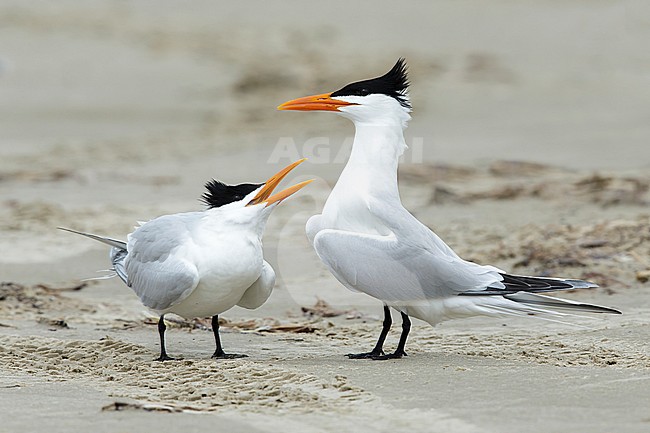 Adult American Royal Terns (Thalasseus maximus) pair standing on a beach in Galveston County, Texas, USA during courtship. stock-image by Agami/Brian E Small,