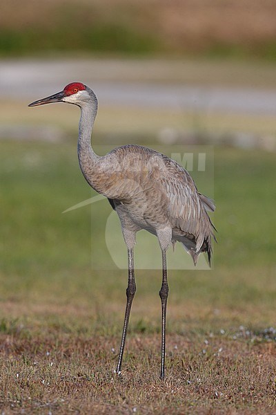 Florida Sandhill Crane, Grus canadensis pratensis, adult in Florida USA stock-image by Agami/Helge Sorensen,