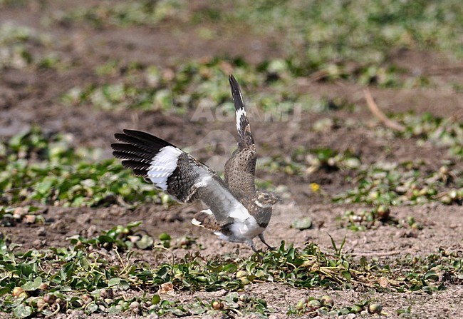 acunda Nighthawk, Chordeiles nacunda, in the Pantanal, Brazil. stock-image by Agami/Laurens Steijn,