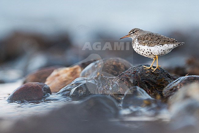 Spotted Sandpipier - Drosseluferläufer - Actitis macularius, Germany (Schleswig-Holstein), adult, breeding plumage stock-image by Agami/Ralph Martin,