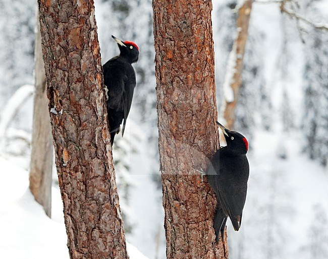 paartje Zwarte Spechten foeragerend op boomstam; Pair of Black Woodpeckers foraging on treetrunc stock-image by Agami/Markus Varesvuo,