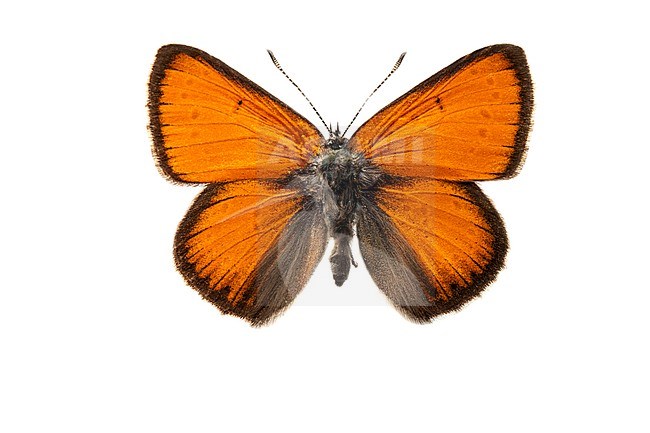 Rode vuurvlinder; Purple-edged Copper; Lycaena hippothoe stock-image by Agami/Wil Leurs,