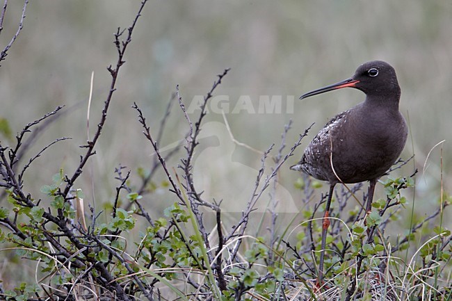 Volwassen Zwarte Ruiter in broedgebied; Adult Spotted Redshank at breeding site stock-image by Agami/Markus Varesvuo,