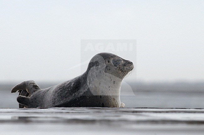  stock-image by Agami/Rob Riemer,