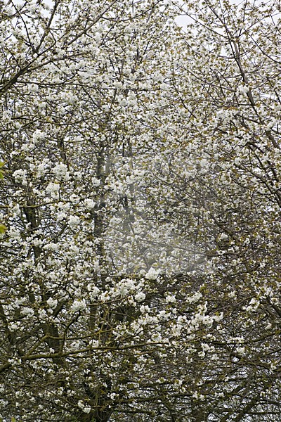 Fruitbomen in de Betuwe; Orchards in the Betuwe stock-image by Agami/Marc Guyt,
