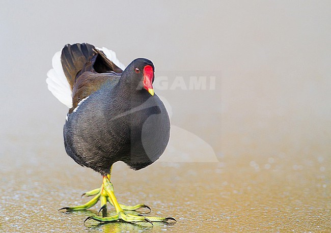 Common Moorhen, Gallinula chloropus, walking on a frozen urban lake in the Netherlands. stock-image by Agami/Menno van Duijn,