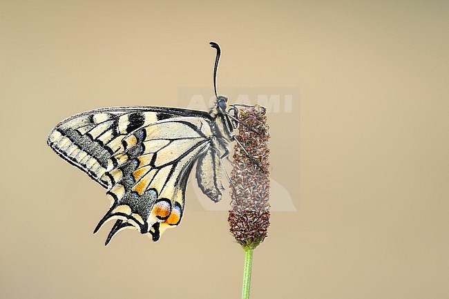 Common Yellow Swallowtail, Papilio machaon stock-image by Agami/Wil Leurs,