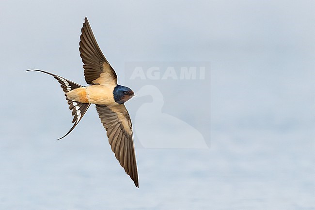 Barn Swallow (Hirundo rustica), adult in flight showing underparts, Campania, Italy stock-image by Agami/Saverio Gatto,