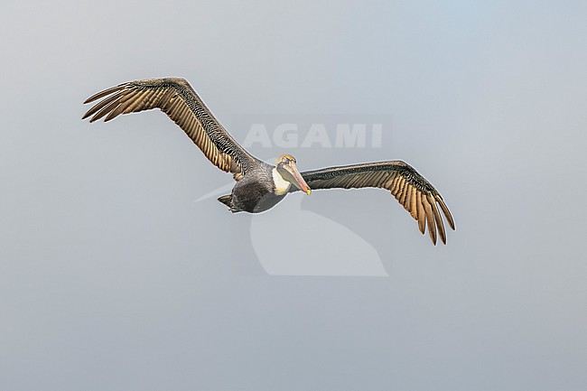 Brown Pelican (Pelecanus occidentalis) in flight in Florida USA. stock-image by Agami/Marcel Burkhardt,