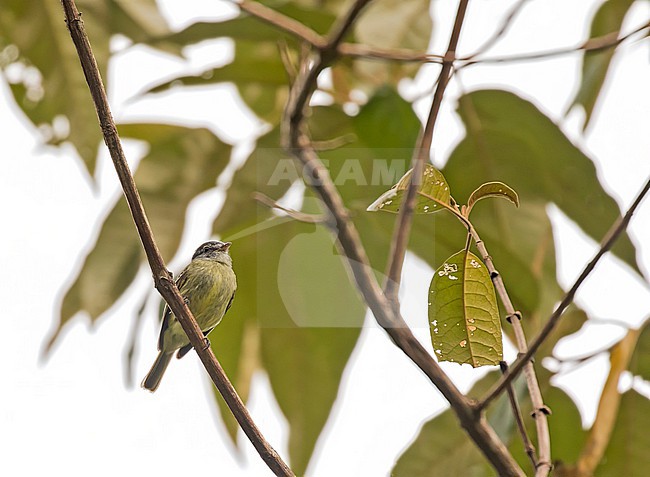 White-fronted Tyrannulet (Phyllomyias zeledoni) in Costa Rica. stock-image by Agami/Pete Morris,
