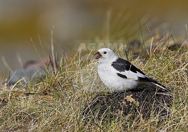 Sneeuwgors mannetje zittend op rots met bes; Snow Bunting male perched on rock with berry stock-image by Agami/Markus Varesvuo,
