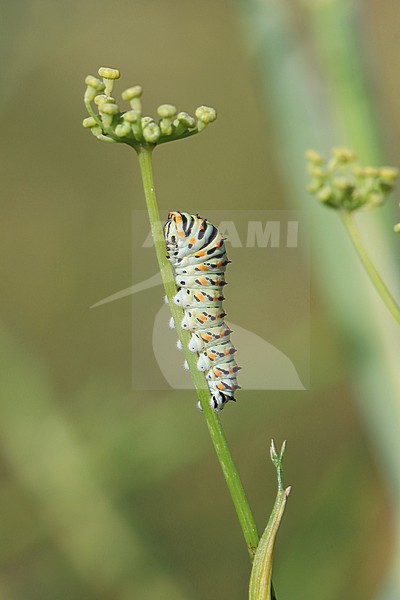 Caterpillar of Swallowtail (Papilio machaon)  stock-image by Agami/Aurélien Audevard,