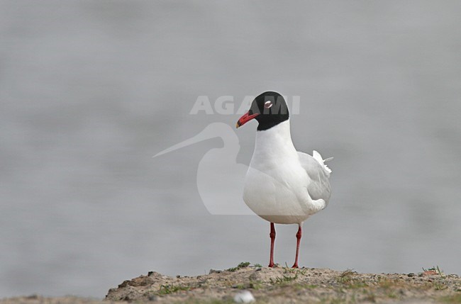 Zwartkopmeeuw staand op grond; Mediterranean Gull perched on ground stock-image by Agami/Reint Jakob Schut,