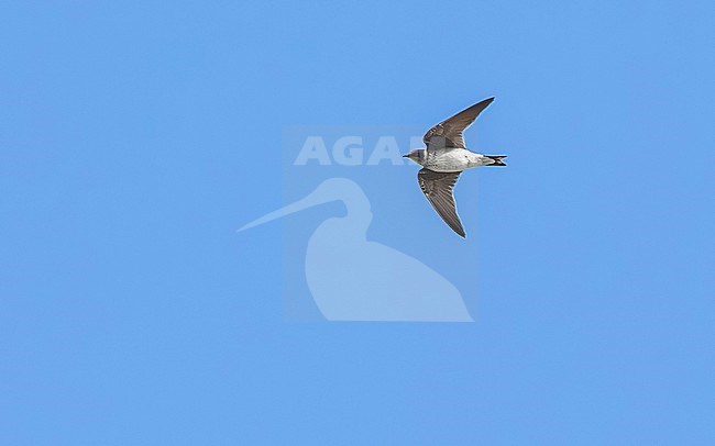 First-winter Purple Martin (Progne subis) flying over the high Fields of Corvo, Azores, Portugal. stock-image by Agami/Vincent Legrand,