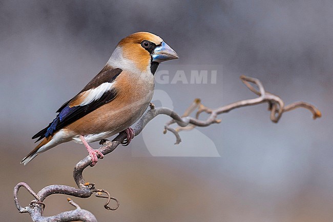 Stunning adult Hawfinch (Coccothraustes coccothraustes) perched on a branch in Italy. stock-image by Agami/Daniele Occhiato,