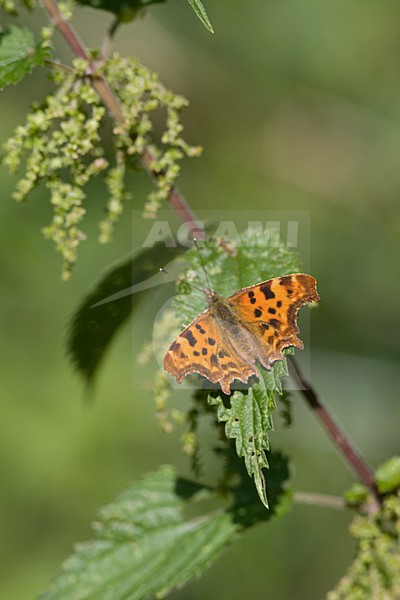 Gehakkelde aurelia op brandnetel; komma on Bigsting stock-image by Agami/Arnold Meijer,