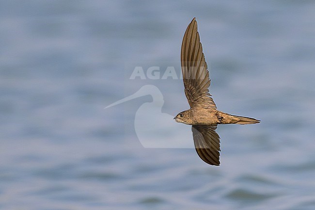 Asian Palm Swift (Cypsiurus balasiensis) in Thailand. stock-image by Agami/Sylvain Reyt,