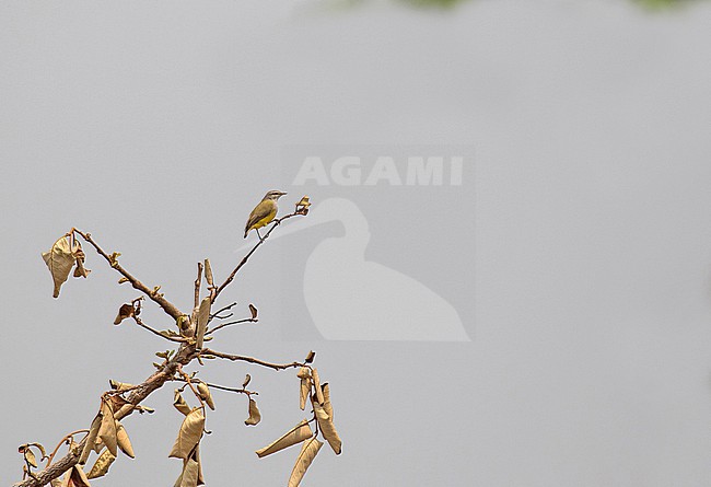 Salvadori's Eremomela (Eremomela icteropygialis salvadorii) in Gabon. Subspecies of Yellow-bellied Eremomela. stock-image by Agami/Pete Morris,
